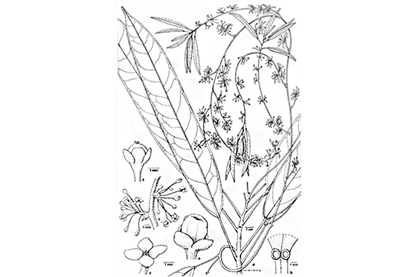 euphorbiaceae-omphalea-palananensis