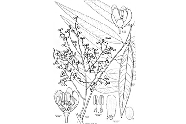 sapindaceae-lepisanthes-senegalensis