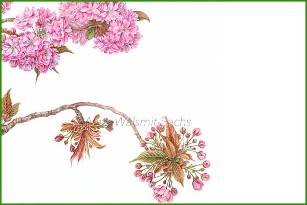 Prunus serrata ‘Kanzan’'